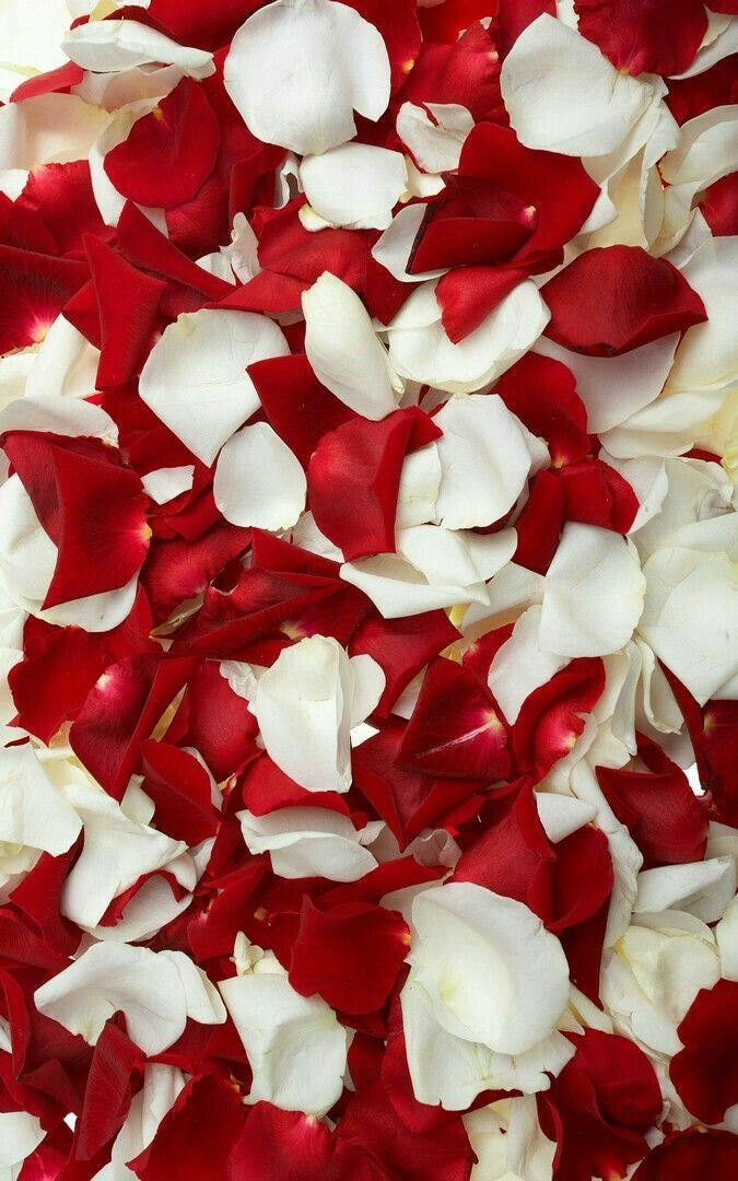 Rose Petals