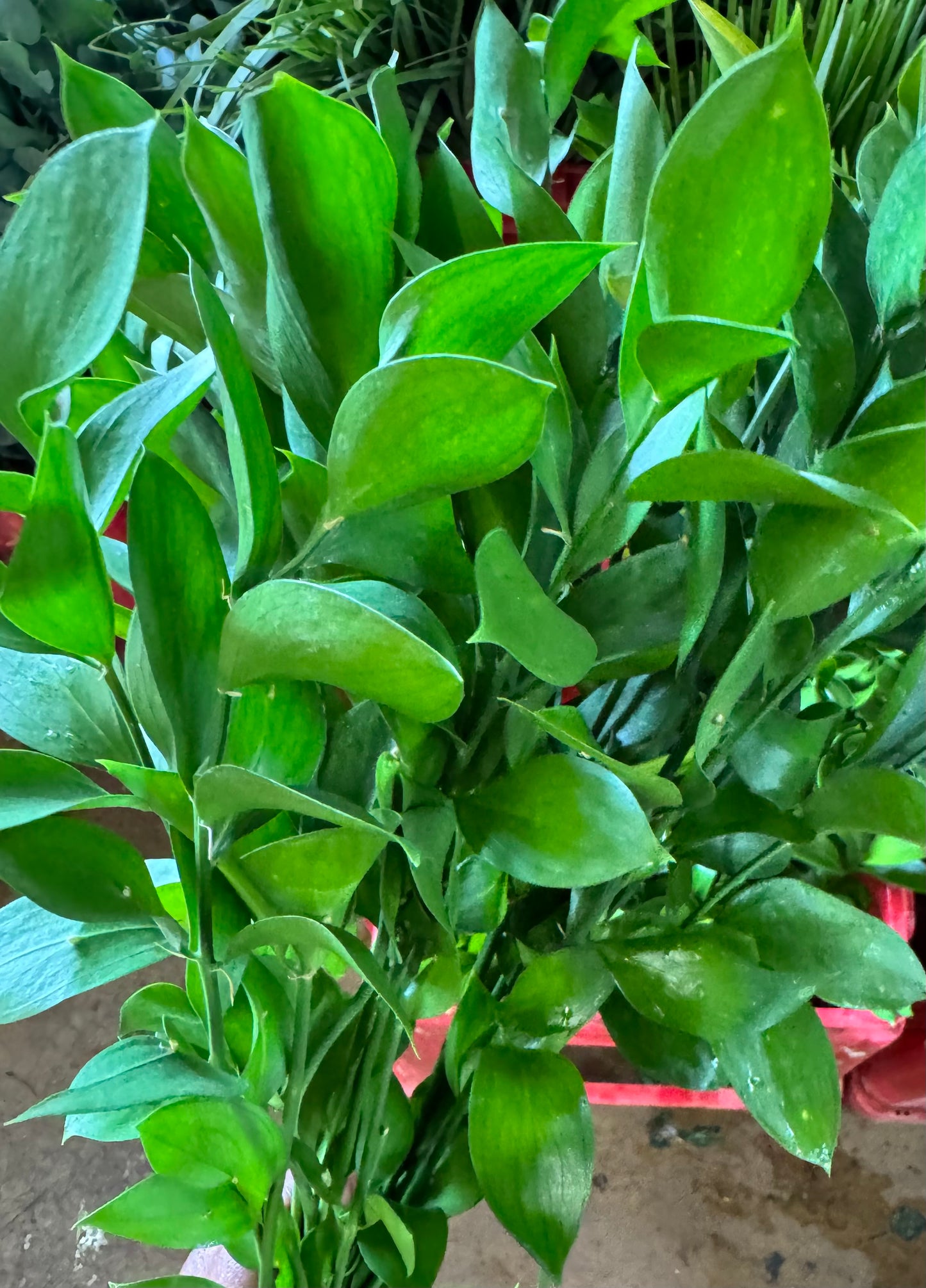 Green Ruscus